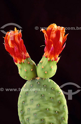  (Opuntia inamoena) - Flores de Opuntia - Caatinga - Brasil 