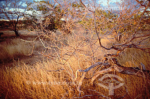  Vegetação seca, típica da Caatinga - Brasil 