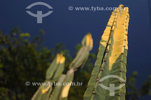  Detalhe de um Cactus  foto digital 