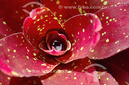  (Neoregelia Hibrido) - Bromélia 