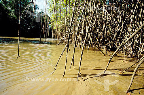  (Rhizophora mangle) - Mangue 