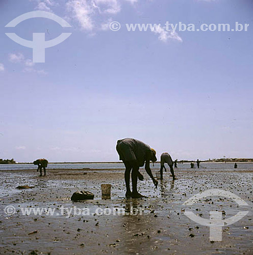  Assunto: Homens pegando caranguejos / Local: Recife - Pernambuco (PE) - Brasil / Data: 2005 