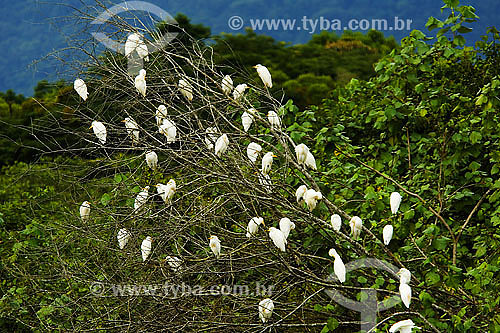  Garças voando am area de manguezal - Ubatuba - SP - Brasil - abril 2007
  - Ubatuba - São Paulo - Brasil