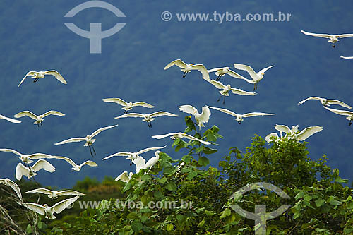  Garças voando am area de manguezal - Ubatuba - SP - Brasil - abril 2007
  - Ubatuba - São Paulo - Brasil