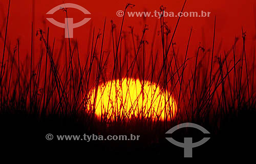  Pôr-do-sol no campo 