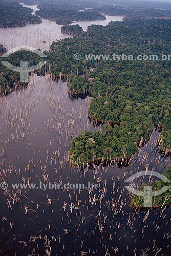  Desmatamento - Floresta inundada - Amazônia - Brasil 