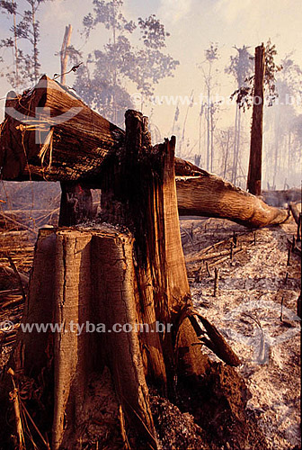  Queimada em floresta - Brasil 