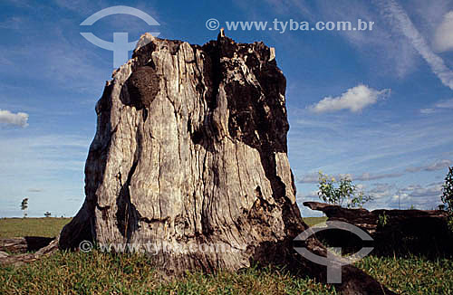  Desmatamento - Tronco de árvore queimado - Sul da Bahia - Mata Atlântica - Brasil  - Bahia - Brasil