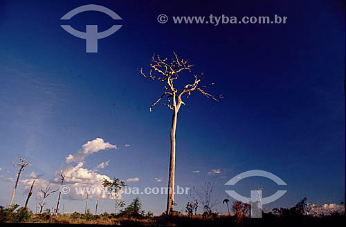  Desmatamento - Queimada na Floresta Amazônica - Pará, próximo à cidade de Marabá - Brasil  - Marabá - Rio de Janeiro - Brasil