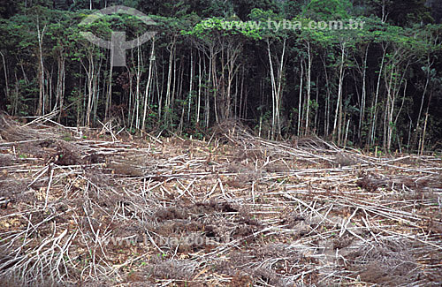  Desmatamento - Queimada na Floresta Amazônica - Pará, próximo à cidade de Marabá - Brasil - outubro/2003  - Marabá - Pará - Brasil