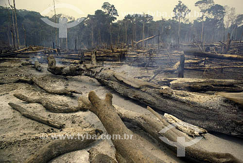  Troncos de árvore em queimada na Amazônia - Brasil - 2005 