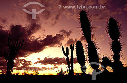  (Cereus jamacaru) Mandacarus ao pôr-do-sol - Caatinga - Nordeste - Brasil 