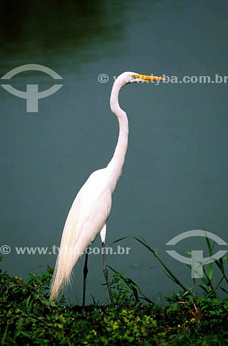  Garça - PARNA do Pantanal Matogrossense  - MT - Brasil

  A área é Patrimônio Mundial pela UNESCO desde 2000.  - Mato Grosso - Brasil