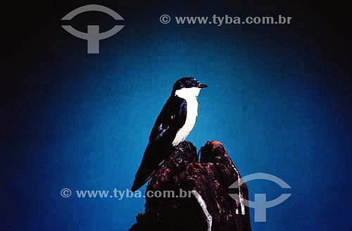  (Tachycineta leucorhoa) Andorinha-de-sombrancelha-branca - PARNA do Pantanal Matogrossense  - MT - Brasil

  A área é Patrimônio Mundial pela UNESCO desde 2000.  - Mato Grosso - Brasil