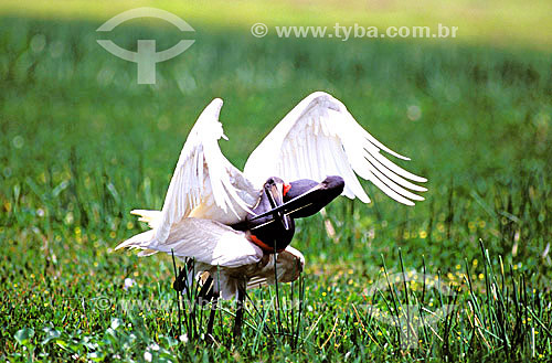  (Jabiru Mycteria) Tuiuiú - PARNA do Pantanal Matogrossense  - Brasil

  A área é Patrimônio Mundial pela UNESCO desde 2000.  - Mato Grosso - Brasil