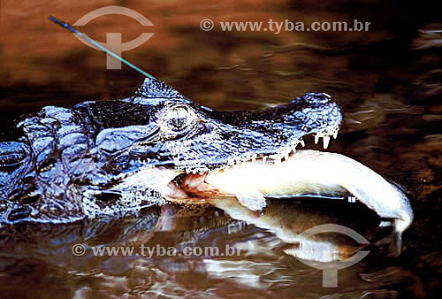  (Cayman crocodilus yacare) Jacaré-do-Pantanal - PARNA do Pantanal Matogrossense  - MT - Brasil

  A área é Patrimônio Mundial pela UNESCO desde 2000.  - Mato Grosso - Brasil