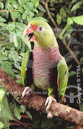  (Amazona brasiliensis) Papagaio-de-Cara-Roxa ou Chauá - sul do Brasil 

  O trecho da Mata Atlântica que inicia-se na Serra da Juréia, em Iguape/SP e vai até à Ilha do Mel, em Paranaguá/PR é Patrimônio Mundial Natural desde 1999.  - Paraná - Brasil