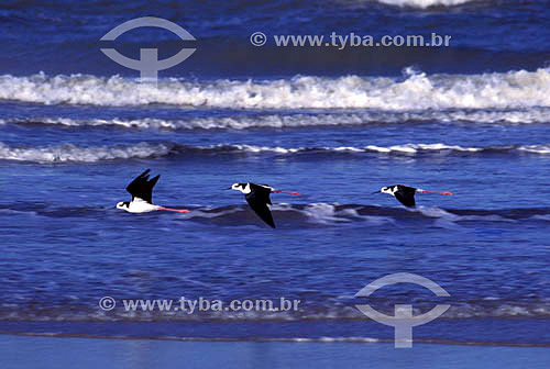  (Himantopus himantopus) Pernilongos vivem nas praias e migram desde o Hemisfério Norte até o Sul do Brasil.



 