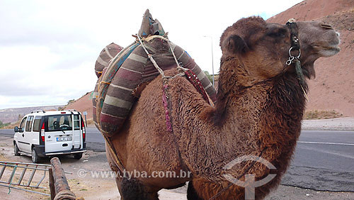  Camelo - Uçhisar - Capadócia - Turquia - Outubro de 2007 