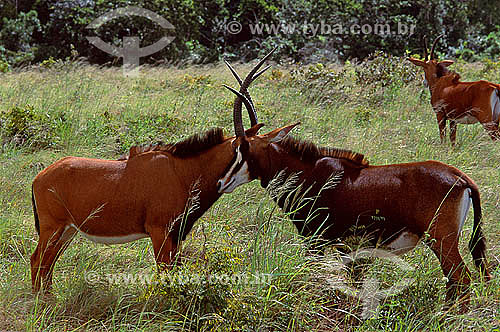  Casal de Antílopes-negros (Hippotragus niger) - Reserva Nacional Shimba Hills - Quênia - África Oriental 