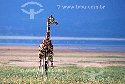  Girafa-de-rothschild (Giraffa camelopardalis rothschildi) - Parque Nacional Lago Kakuru - Quênia - África Oriental 