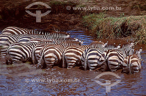  Zebras-de-burchell (Equus burchelli), Reserva de Fauna Masai Mara, Quênia - África Oriental 