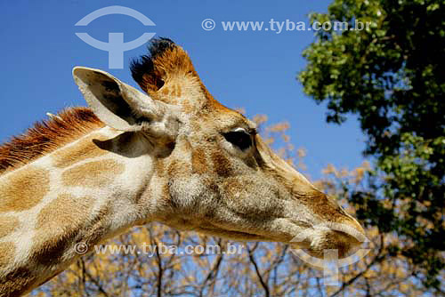  Girafa (Giraffa camelopardalis) - Parque dos Leões - África do Sul - Agosto de 2006 