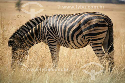  Zebra-de-burchell (Equus burchelli) - Parque Nacional Pilanesburgo - África do Sul - Agosto de 2006 