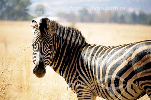  Zebra-de-burchell (Equus burchelli) - Parque Nacional Pilanesburgo - África do Sul - Agosto de 2006 