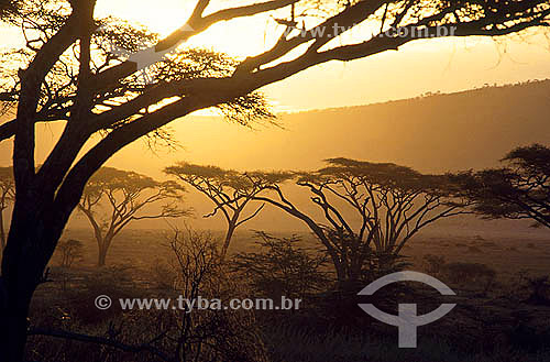  Amanhecer - Parque Nacional Serengueti - Tanzânia - África 