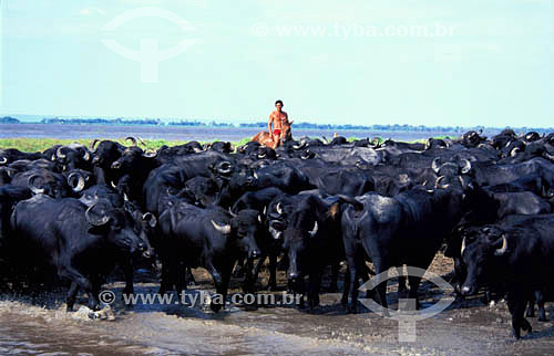  Agropecuária / Pecuária : homem manejando búfalos de água (bubalus bubalis) na várzea do Rio Amazonas perto da cidade de Santarém, Pará, Brasil. Data: 2003 