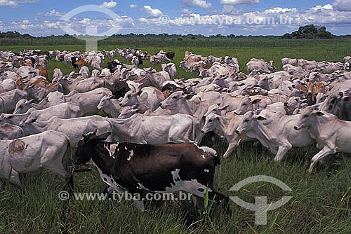   Pecuária - Gado pastando no Pantanal - Mato Grosso - Brasil. Data: 2005 