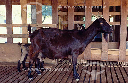  Agropecuária / pecuária ( cabra) : cabras no curral 