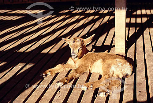  Agropecuária / pecuária : cabra deitada no curral pegando sol 