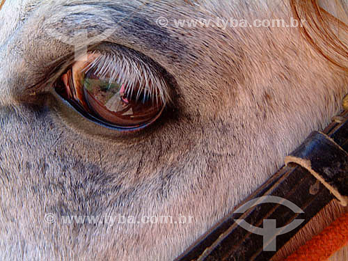  Detalhe do olho de um cavalo 