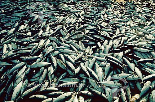  Poluição - peixes mortos 