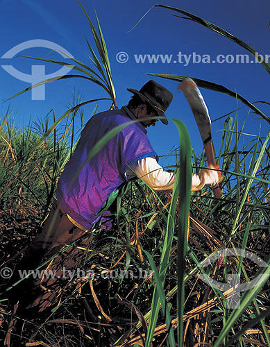  Homem cortando cana - Florestópolis   - Florestópolis - Paraná - Brasil