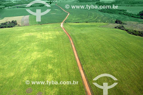  Assunto: Plantação de Soja - Agricultura
Local: Região de São luiz Gonzaga - Noroeste do Rio Grande do Sul
Data: Março de 2008 