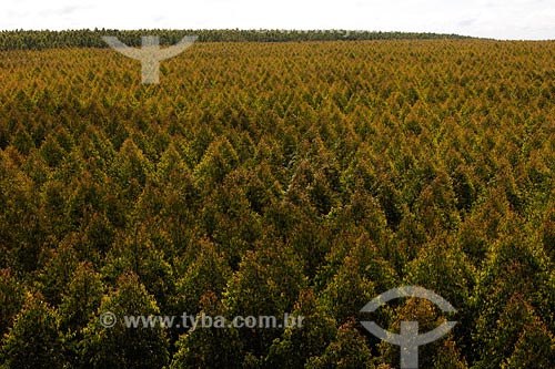  Assunto: Plantação de Eucaliptos - Árvores
Local: Montes Claros - Minas Gerais - MG
Data: 2008 