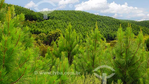  Assunto: Floresta de Pinus
Local: Piraí - SC - Brasil
Data: Março de 2008 