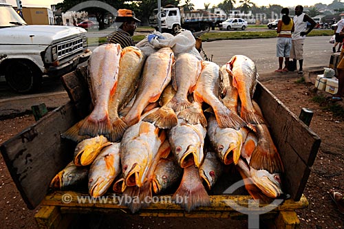  Assunto: Mercado de peixes / Local: São Luis - MA / Data: 08/2008 