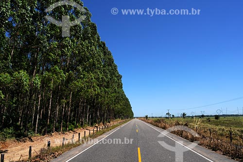  Assunto: Eucaliptos na estrada entre Vila Nova dos Martírios e São Pedro da Agua Branca / Local: MA / Data: 08/2008 