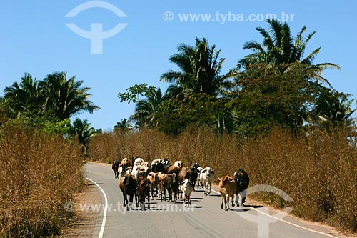  Assunto: Rebanho de gados na estrada entre Vila Nova dos Martírios e São Pedro da Agua Branca / Local: MA / Data: 08/2008 