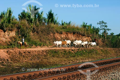  Assunto: Boiada próxima a linha de trem (Estrada de férro Carajás) / Local: Tufilândia - MA / Data: 08/2008 