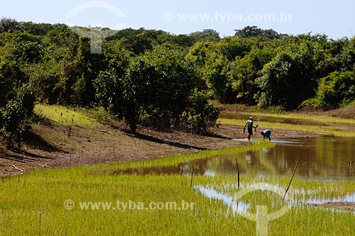  Assunto: Plantação de arroz em várzea / Local: Tufilândia - MA / Data: 08/2008 