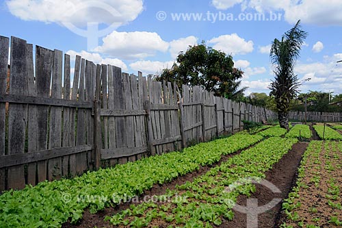  Assunto: Horta - Agricultura / Local: Parauapebas - PA / Data: 08/2008 