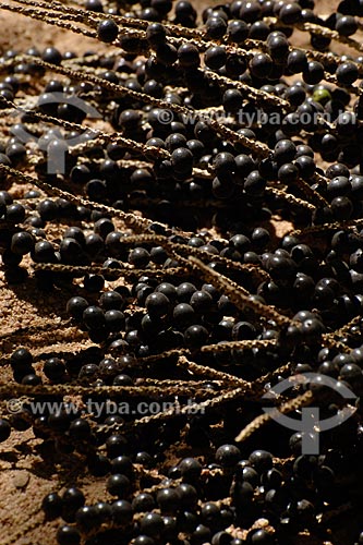  Assunto: Cacho de açaí / Local: Recanto dos Colibrís - Vila Palmares 1 - Parauapebas - PA / Data: 08/2008 