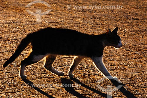  Assunto: Gato 