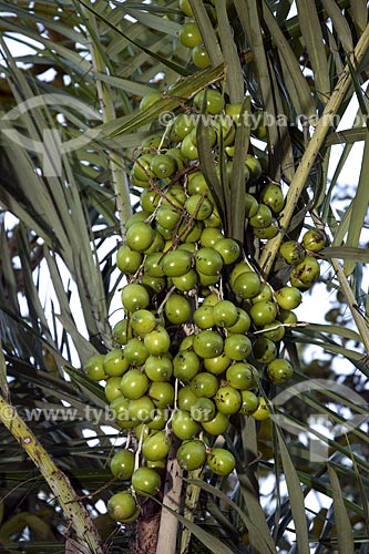  Assunto: Frutos de tucum (Bactris setosa), perto de Monte do Carmo / Local: Palmas - Tocantins (TO) - Brasil / Data: Junho de 2006 