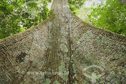  Asunto: Árvore Sumaúma (Ceiba pentranda) na Reserva Chico Mendes / 
Local: Xapuri - Acre - Brasil / 
Data: 07/2008 